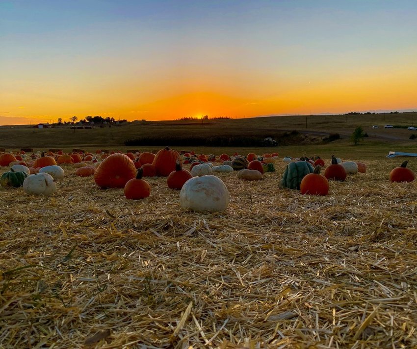 Pumpkins sit in a photo from The Patch, a farm in Elbert County that puts on fall festivities.